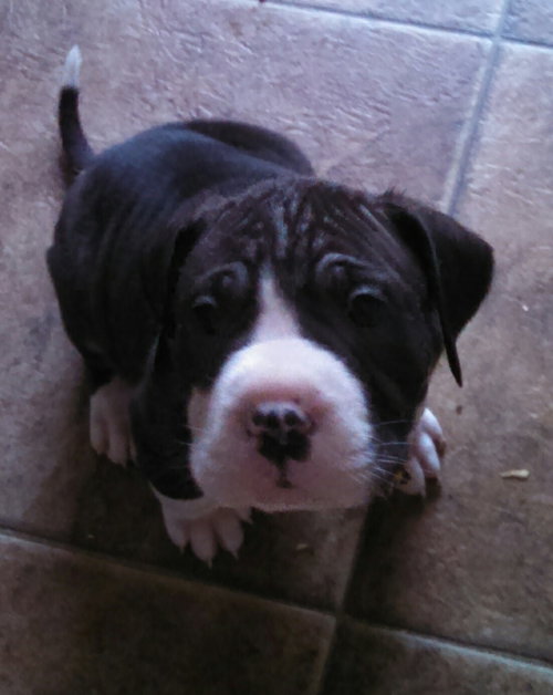 Mn Litter Beezy - ADOPTED 04.18.15