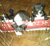 Mn Litter Beezy - ADOPTED 04.18.15