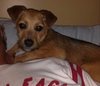 Nugget - ADOPTED 04.21.15