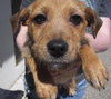 Nugget - ADOPTED 04.21.15