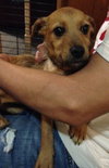 Nugget - ADOPTED 04.21.15