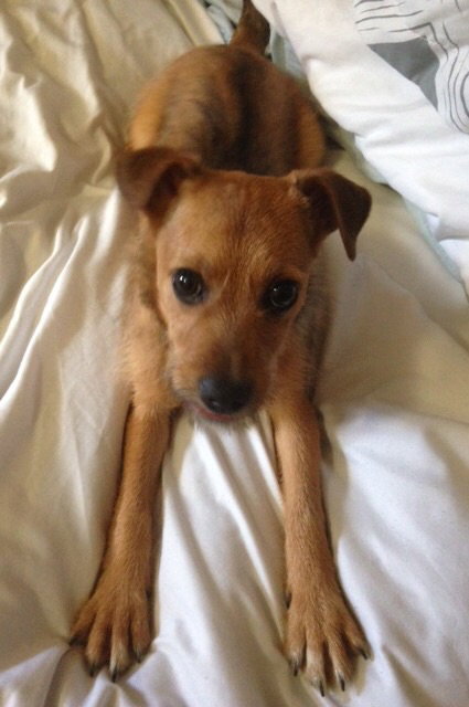 Nugget - ADOPTED 04.21.15