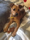 Nugget - ADOPTED 04.21.15
