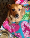 Nugget - ADOPTED 04.21.15