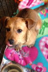 Nugget - ADOPTED 04.21.15