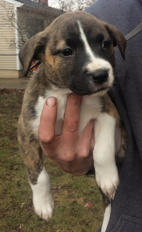 Nn Litter Nutella - ADOPTED 04.26.15