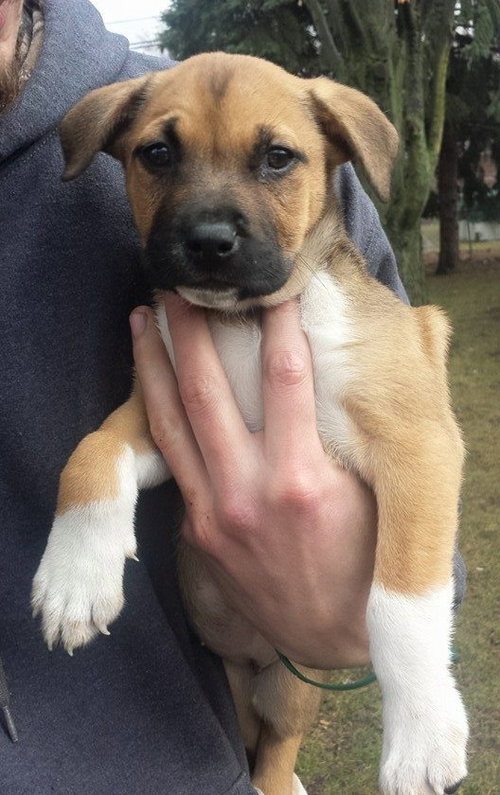 Nn Litter-Hazelnut - ADOPTED 04.19.15