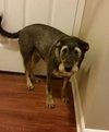 Cindy Lou (FP)-ADOPTED-6.18.15