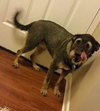 Cindy Lou (FP)-ADOPTED-6.18.15