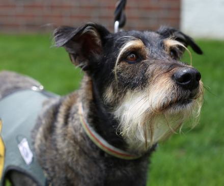 Cindy Lou (FP)-ADOPTED-6.18.15