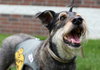 Cindy Lou (FP)-ADOPTED-6.18.15