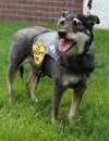 Cindy Lou (FP)-ADOPTED-6.18.15