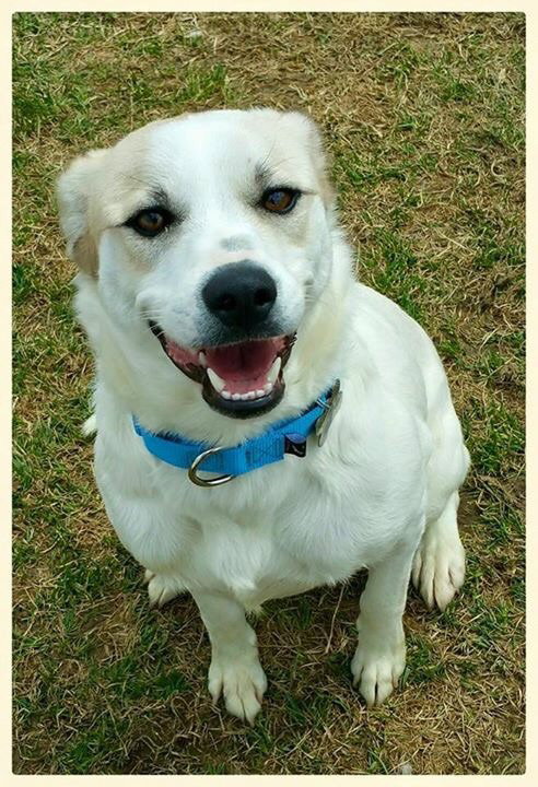 Brulee - ADOPTED-11.20.15