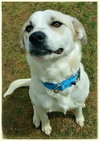 Brulee - ADOPTED-11.20.15