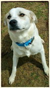 Brulee - ADOPTED-11.20.15