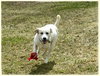 Brulee - ADOPTED-11.20.15