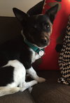 Pippin - ADOPTED 05.20.15