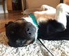 Pippin - ADOPTED 05.20.15