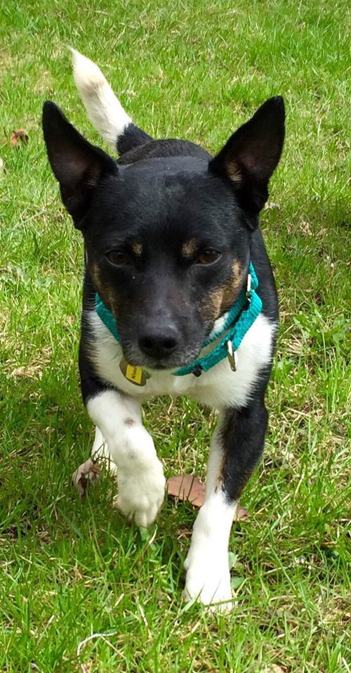 Pippin - ADOPTED 05.20.15