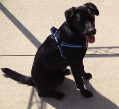Maury - ADOPTED 04.22.15