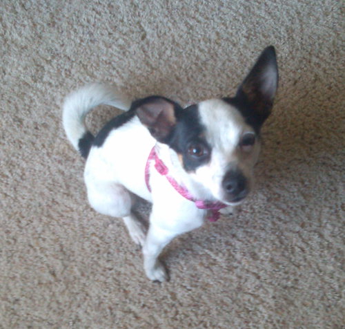 Suzette-ADOPTED-5.9.15