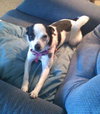 Suzette-ADOPTED-5.9.15