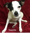 Suzette-ADOPTED-5.9.15
