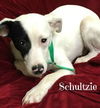 Schultzie-ADOPTED-5.17.15