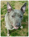Athena-ADOPTED-6.5.15