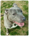 Athena-ADOPTED-6.5.15