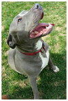Athena-ADOPTED-6.5.15