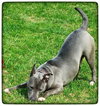 Athena-ADOPTED-6.5.15