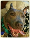 Athena-ADOPTED-6.5.15