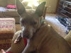 Athena-ADOPTED-6.5.15