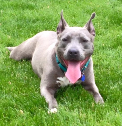 Athena-ADOPTED-6.5.15