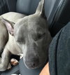 Athena-ADOPTED-6.5.15