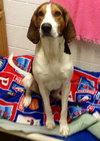 Huckleberry-ADOPTED-6.6.15