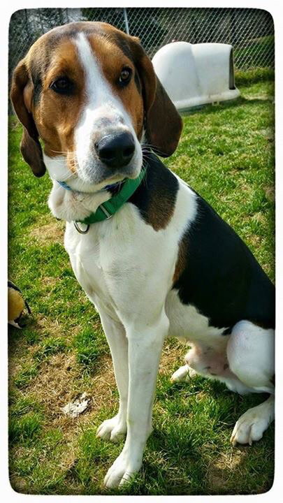 Huckleberry-ADOPTED-6.6.15
