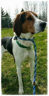 Huckleberry-ADOPTED-6.6.15
