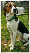 Huckleberry-ADOPTED-6.6.15
