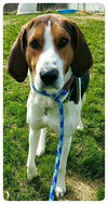 Huckleberry-ADOPTED-6.6.15