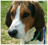Huckleberry-ADOPTED-6.6.15