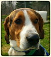 Huckleberry-ADOPTED-6.6.15