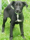 Pn Litter Solo - ADOPTED 04.27.15