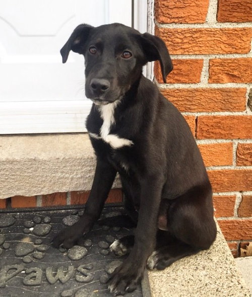 Pn Litter Solo - ADOPTED 04.27.15