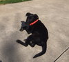 Pn Litter Solo - ADOPTED 04.27.15