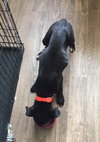 Pn Litter Solo - ADOPTED 04.27.15