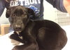 Pn Litter Solo - ADOPTED 04.27.15