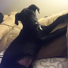 Pn Litter Solo - ADOPTED 04.27.15