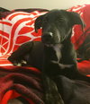 Pn Litter Solo - ADOPTED 04.27.15